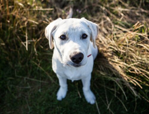 Derfor er kornfrit hundefoder så godt